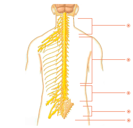 In which places osteocondrosis